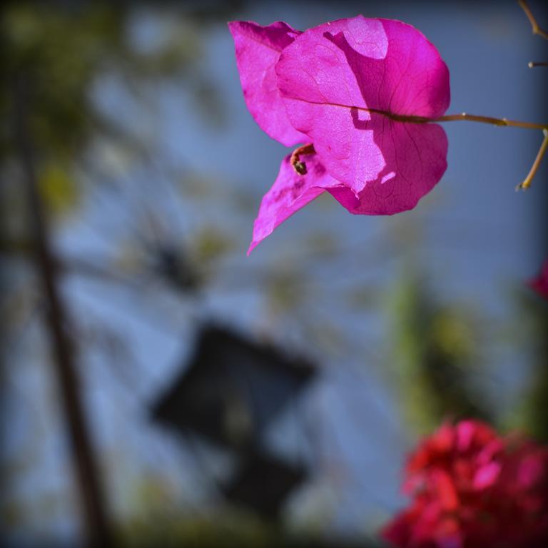 Suites La Flor Sagrada Xochitepec Kültér fotó